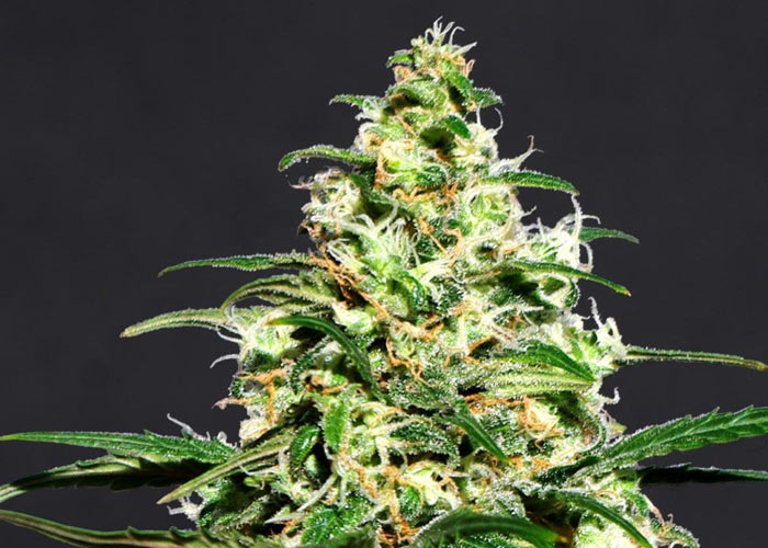 Auto Lemon Haze feminised