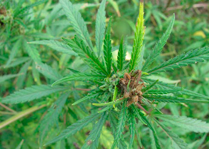 Cannabis ruderalis