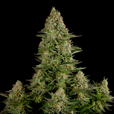 Семена конопли  White Widow