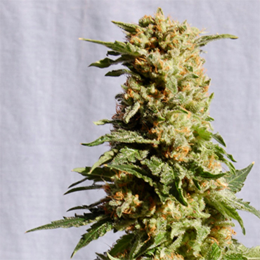 Семена конопли White Widow