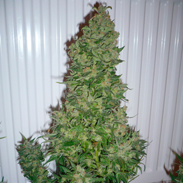 AK feminized