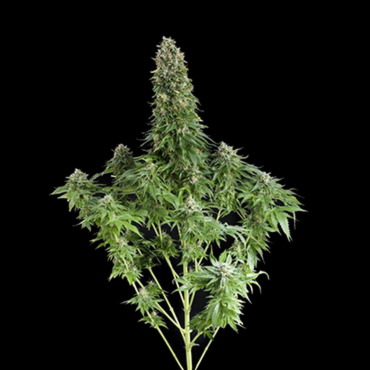 Сорта конопли с генетикой White Widow