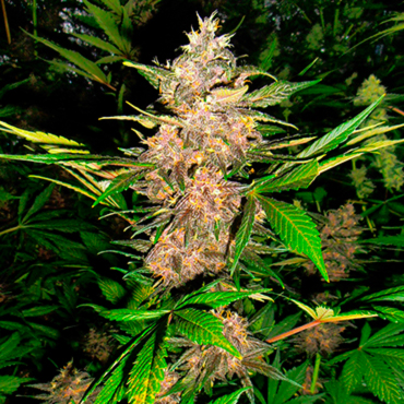 Насіння конопель Auto Red Poison fem